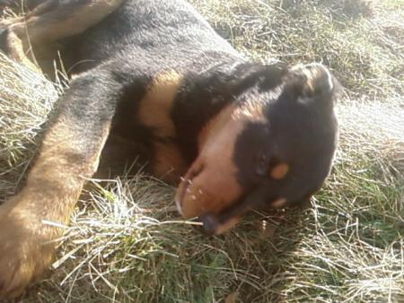 aria qui dor a soleil