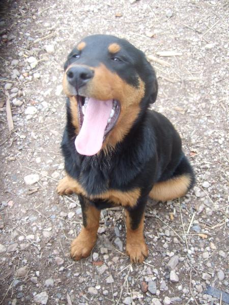 mais oui elle est belle ta langue aria