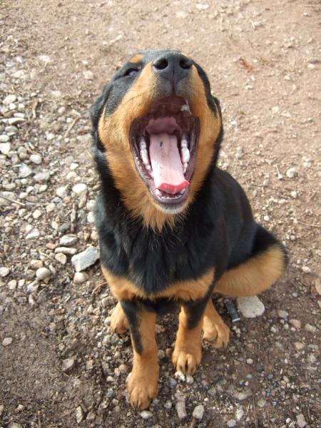 hooooo les belles dents