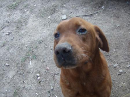 roger notre bon vieux peper