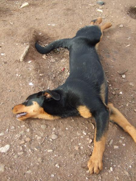 la position du poisson mort