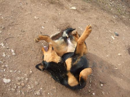 la position du cafard mort