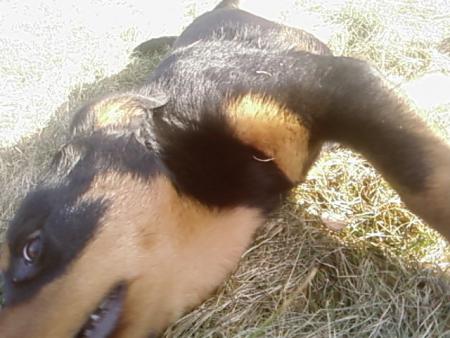 une derniere pour la route... : aria