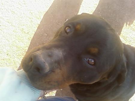 tessi...tu veux des calins?