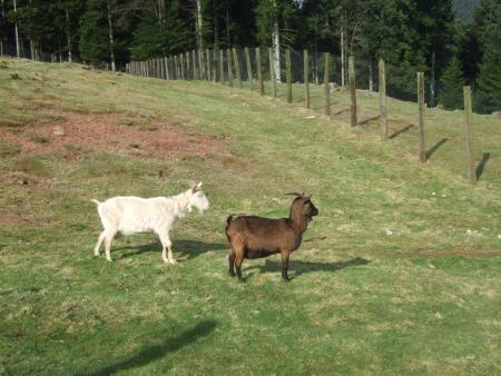 elles sont trop belle