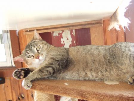 luna une chatte adorable