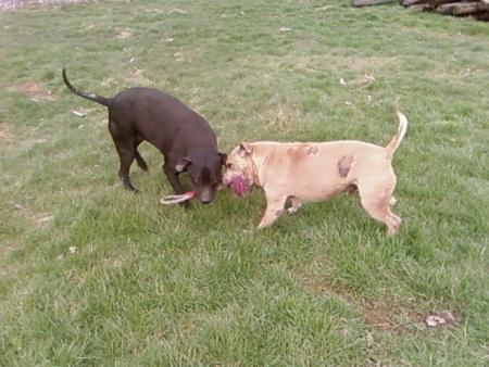 tay et hannibal a la corde de force