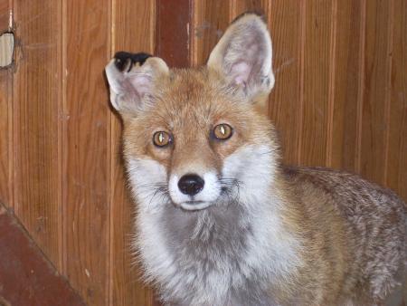 => meuldeur <=            notre mascotte