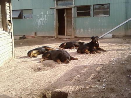 les rott (sanguinaires mdr cest cela ouiiiiii)