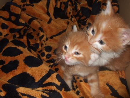 les chatons qu'anais nouri chez elle au biberon