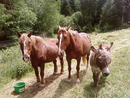 quentin deddy et cadichon