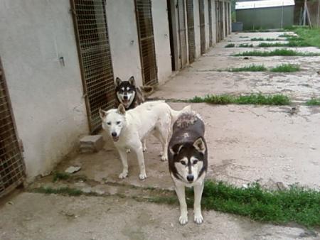 les husky