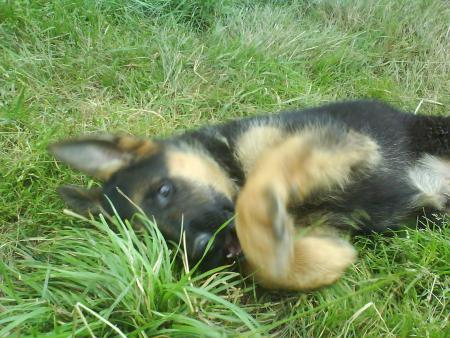 furio fait de la boxe