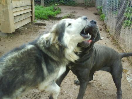 guizmo et vulc qui jouent
