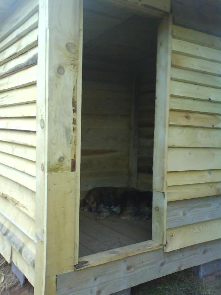 lotus et felix dans leur nouvelle maison