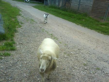tino qui se fait poursuivre par charlotte