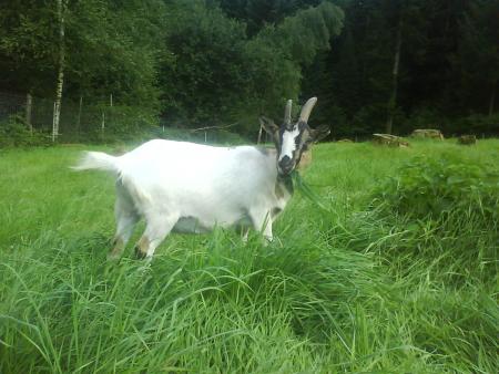 charlotte qui fume l'herbe lol