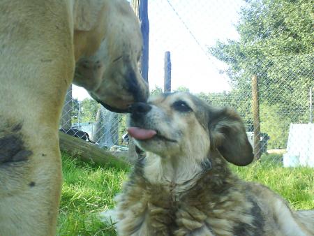 hannibal et mylene ^^