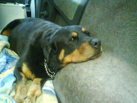 dure dure la vie au refuge ^^ hein shiva?