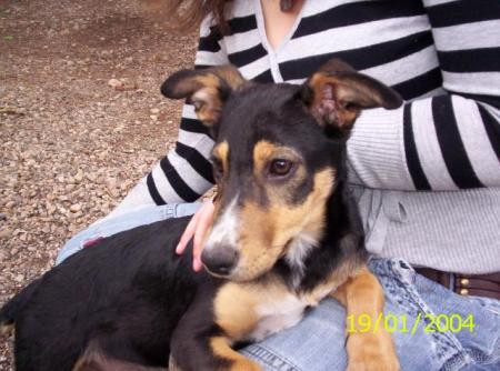                      ficelle => chienne de la presidente