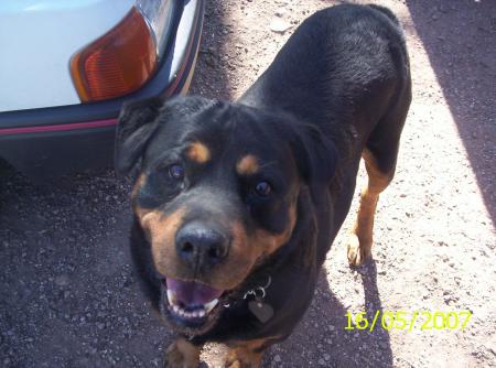 shiva => chienne de la presidente