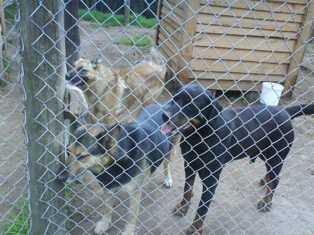 mali lolita et artax