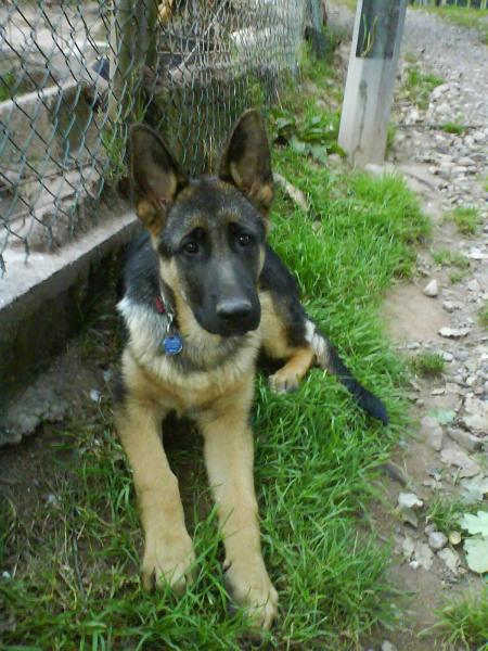 furio ( berger allemand de 5mois )