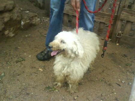 polux avant et encore la tete etait deja taill�e