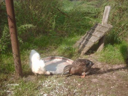 notre poule et notre canard