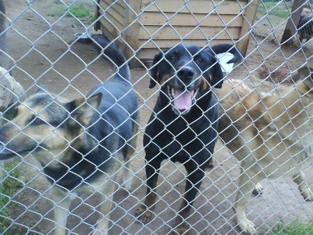 lolita et artax ( x berger )  ( x rottweiler )