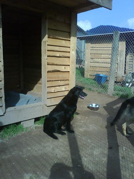 pouchcka ( x labrador )