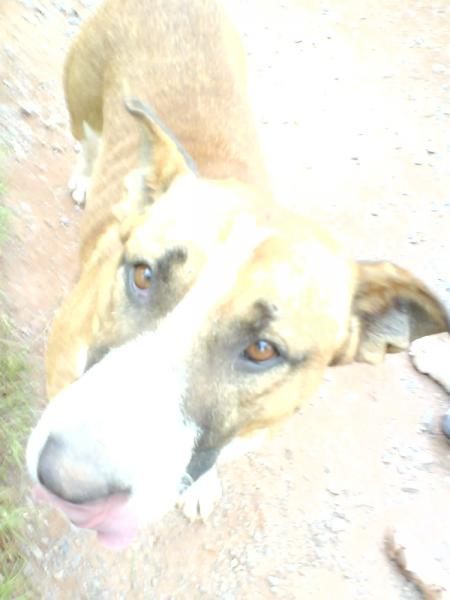 radja ( x bull terrier )