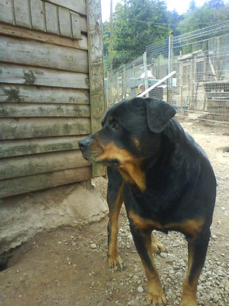 max ( rottweiler )