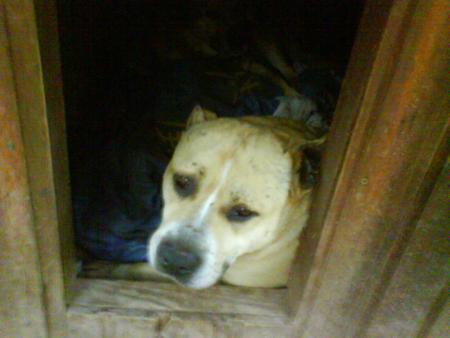 hannibal (american staff )