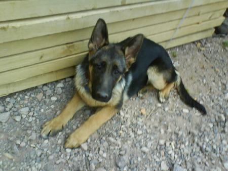 furio ( berger allemand de 5 mois )