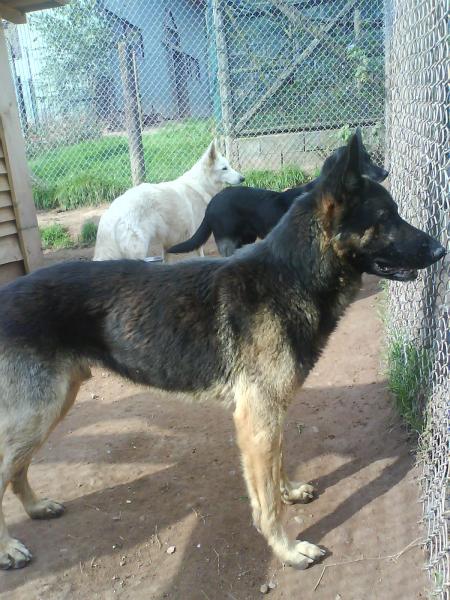 popeille ( berger allemand )