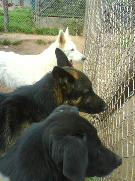 douchecka popeille athena