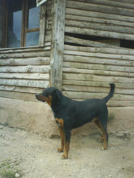 morph� ( bouvier bernois x rottweiler )