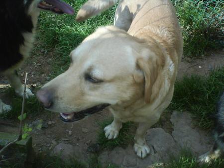 tempo ( labrador au lof de 6ans )