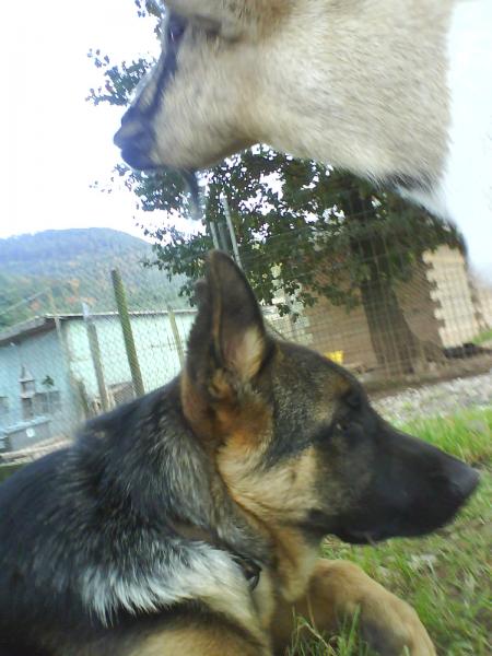 furio et charlotte ( le chien et la chevre de la presidente )
