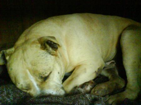 hannibal qui dort ( american staffordshir )