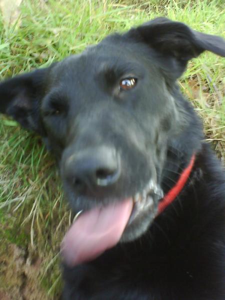 bianca la chienne de cathy ( x labrador )