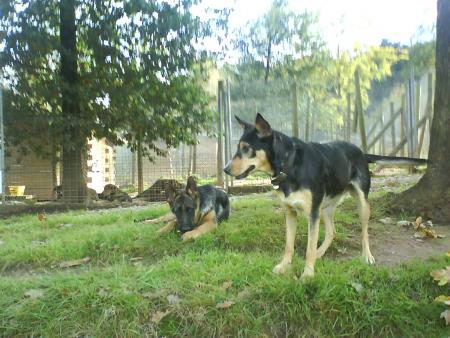 furio et ficelle ( les chiens de la presidente )