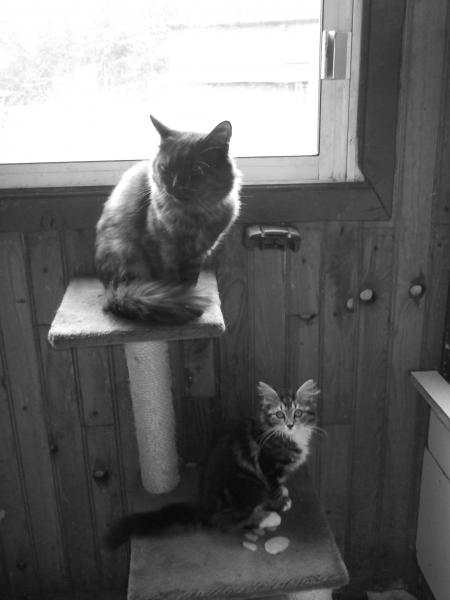 gribouille et pitchoune