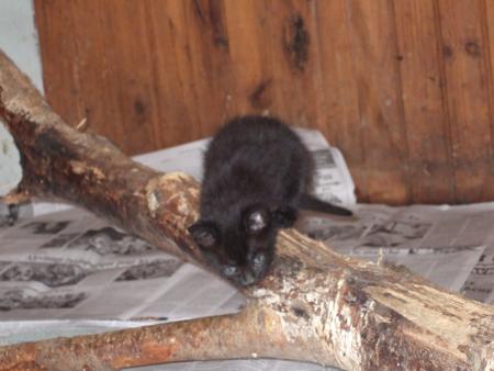 b�b� sur le tron