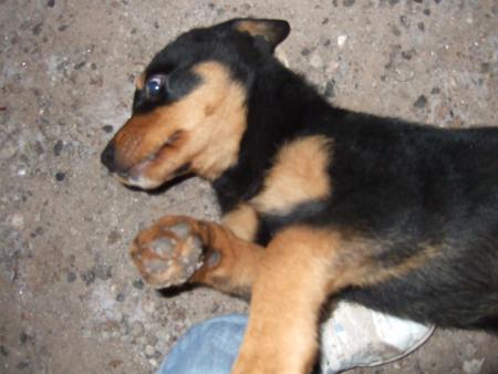 aria qui demande des calin