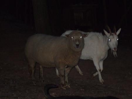 valentine et justine